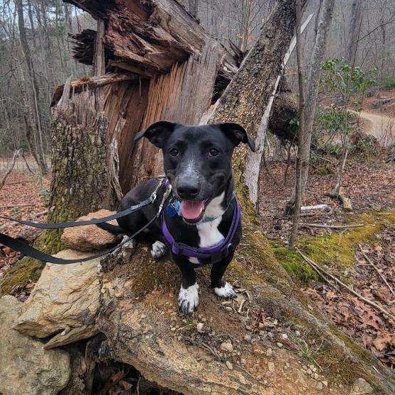 Enlarge Krypto, a Adoptable Mixed Breed in Fletcher, NC image 2/5