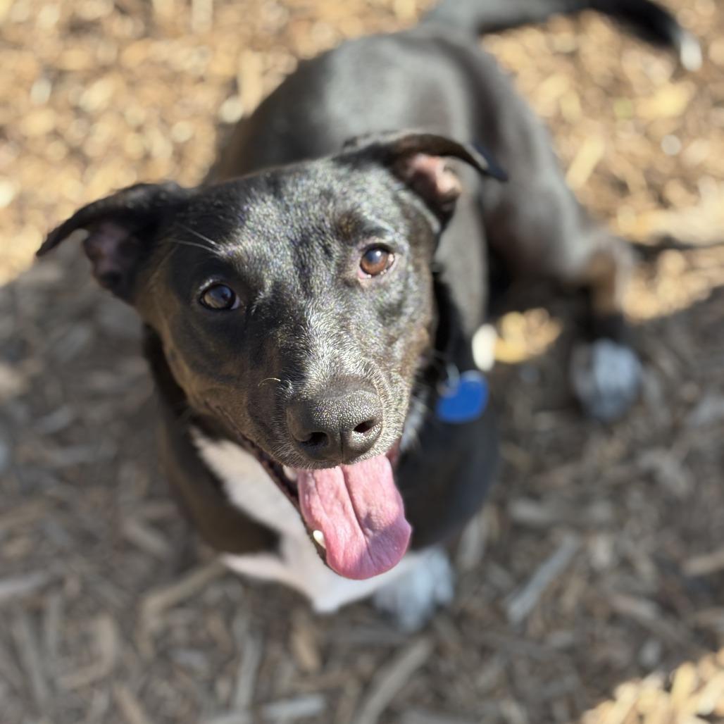 Krypto, Adoptable, Adult Male Mixed Breed.