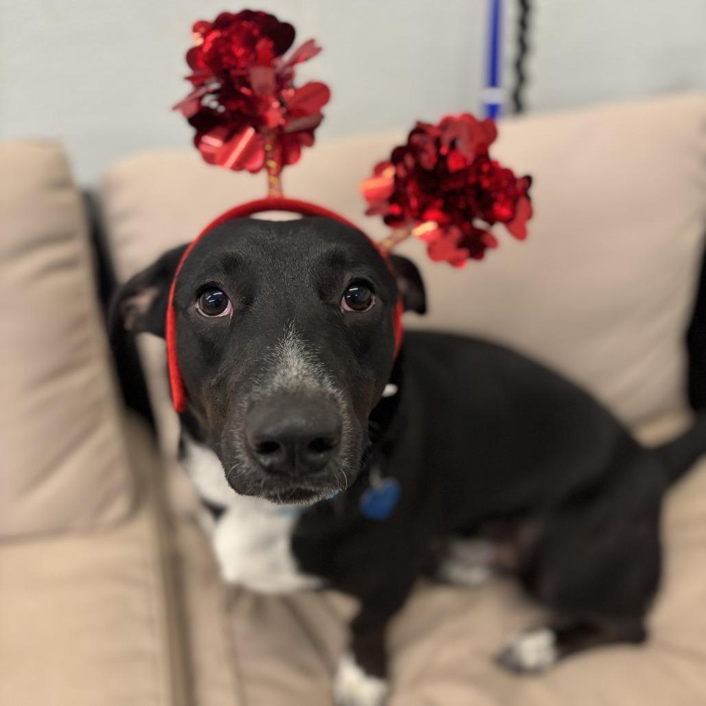 Enlarge Krypto, a Adoptable Mixed Breed in Fletcher, NC image 4/4