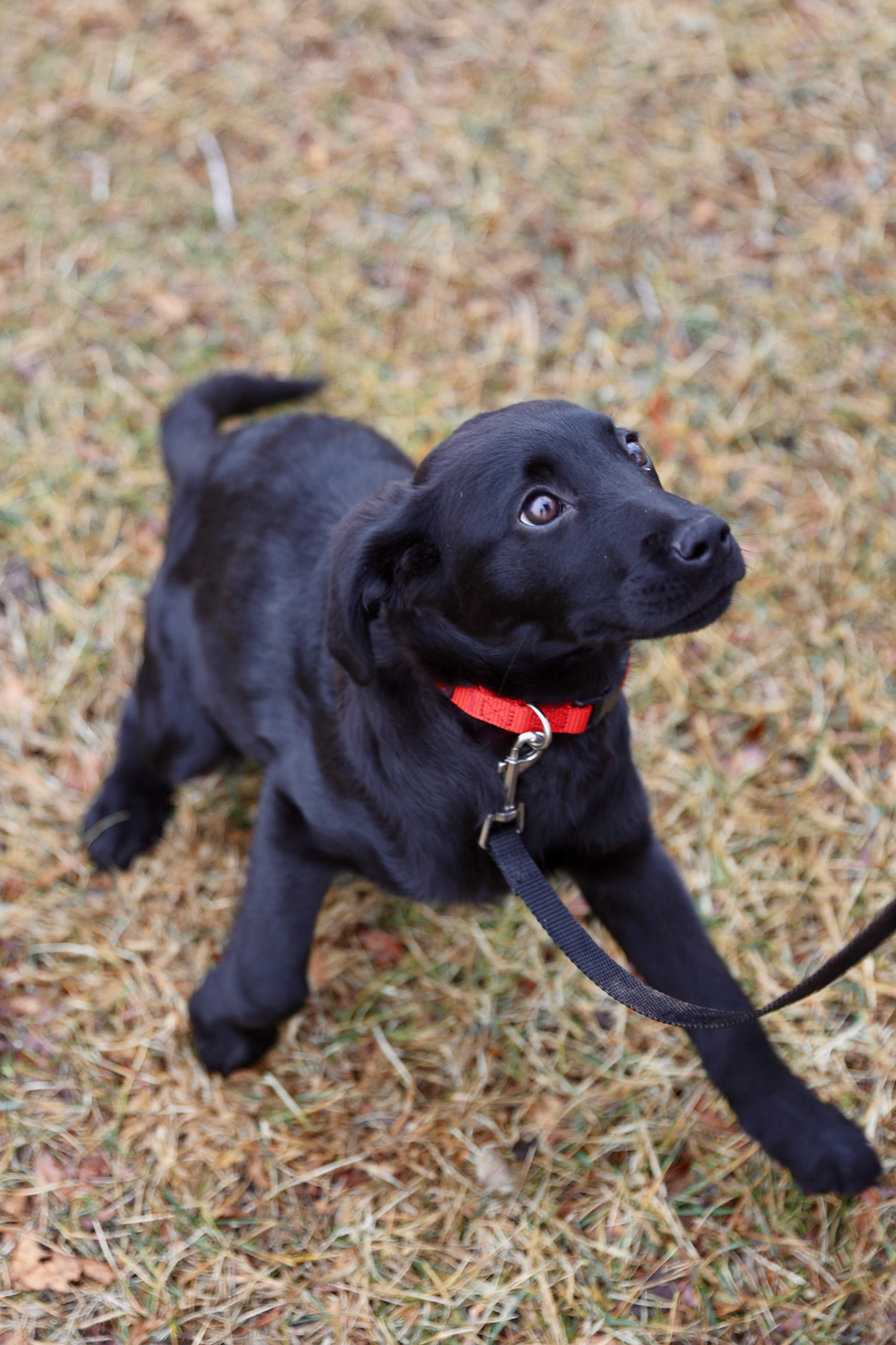 Noelle , a Adoptable mixed breed in Warrenton, VA image 4/6