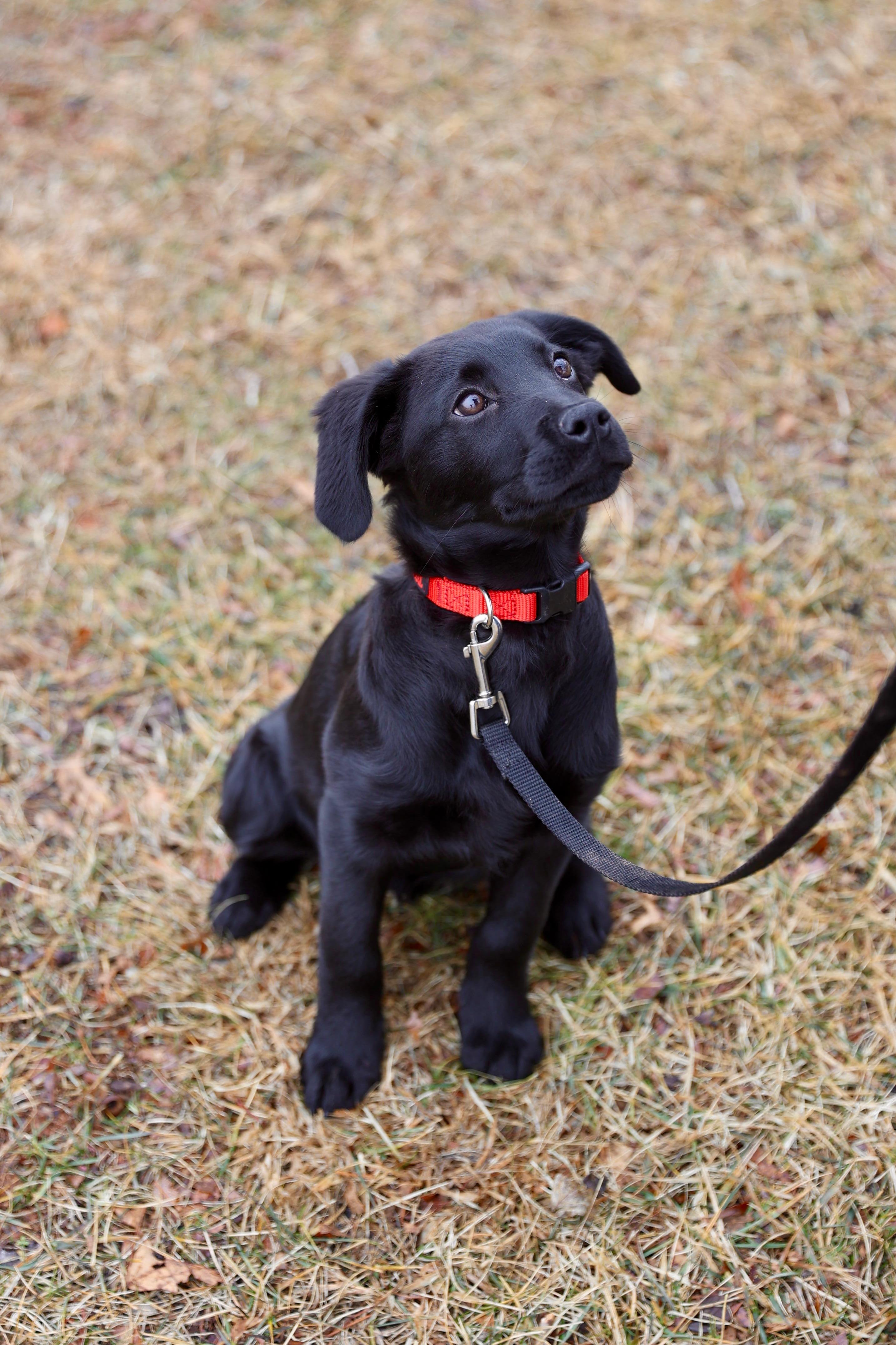 Noelle , a Adoptable mixed breed in Warrenton, VA image 1/6