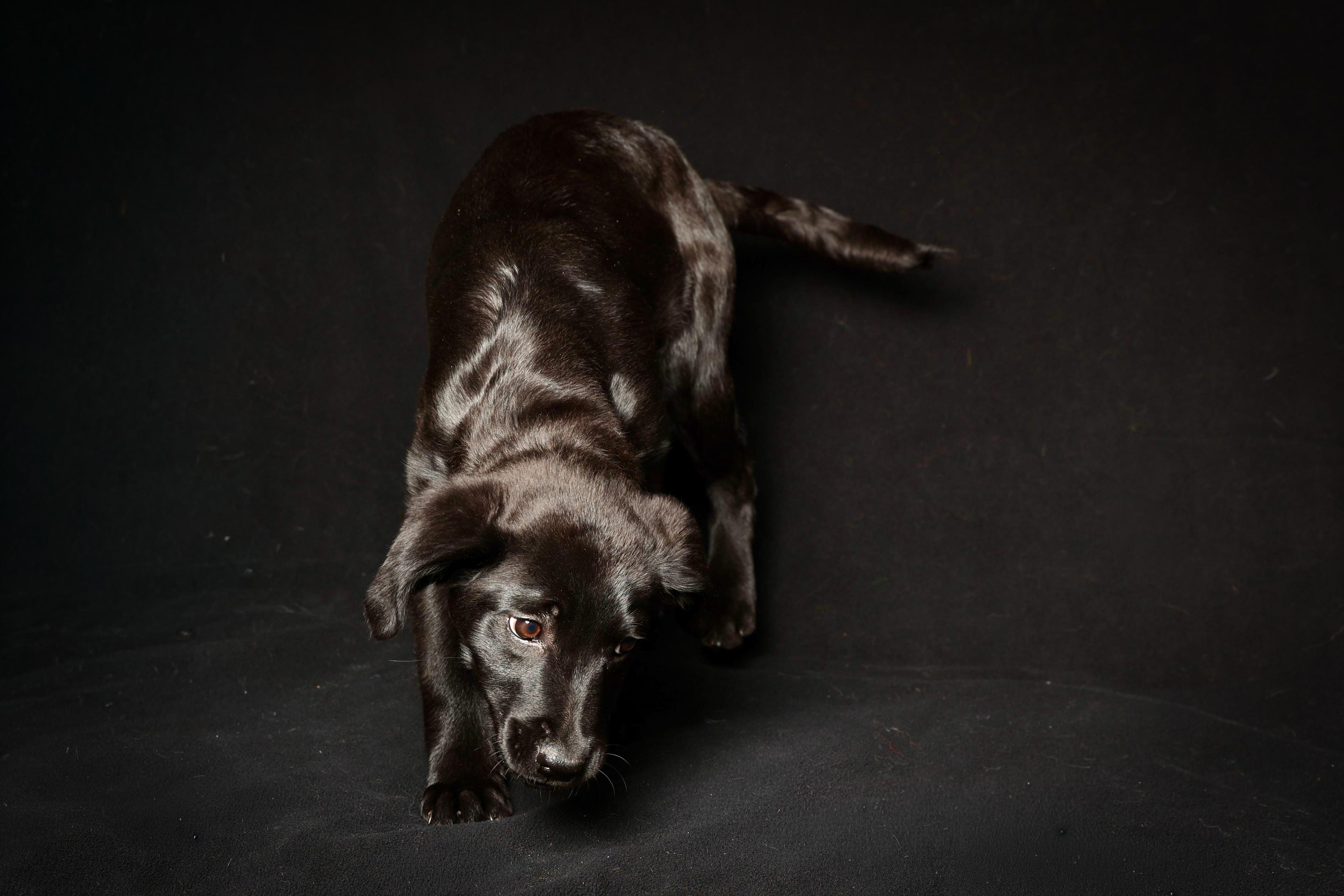 Noelle , a Adoptable mixed breed in Warrenton, VA image 2/6