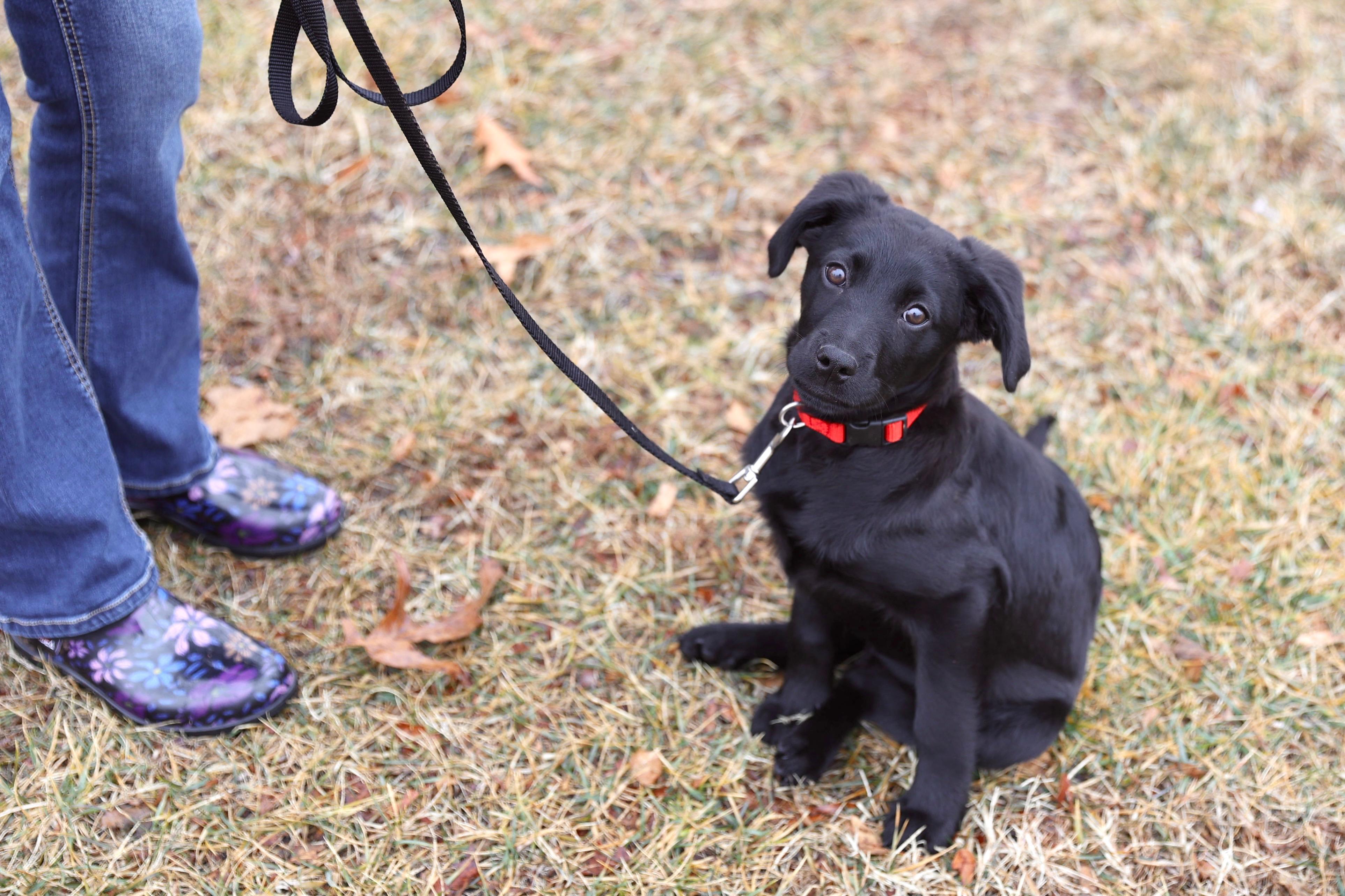 Noelle , a Adoptable mixed breed in Warrenton, VA image 6/6