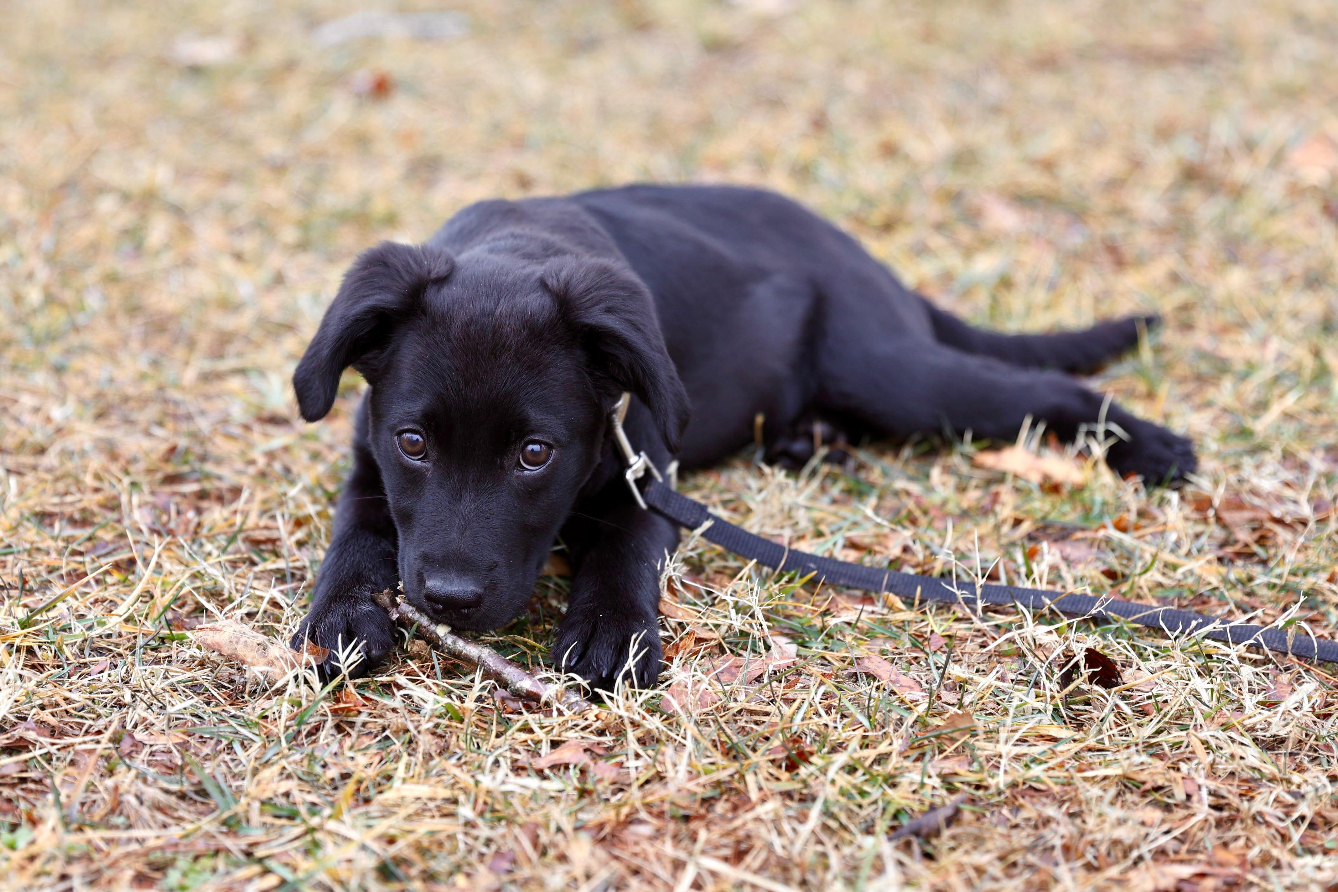 Noelle , a Adoptable mixed breed in Warrenton, VA image 3/6