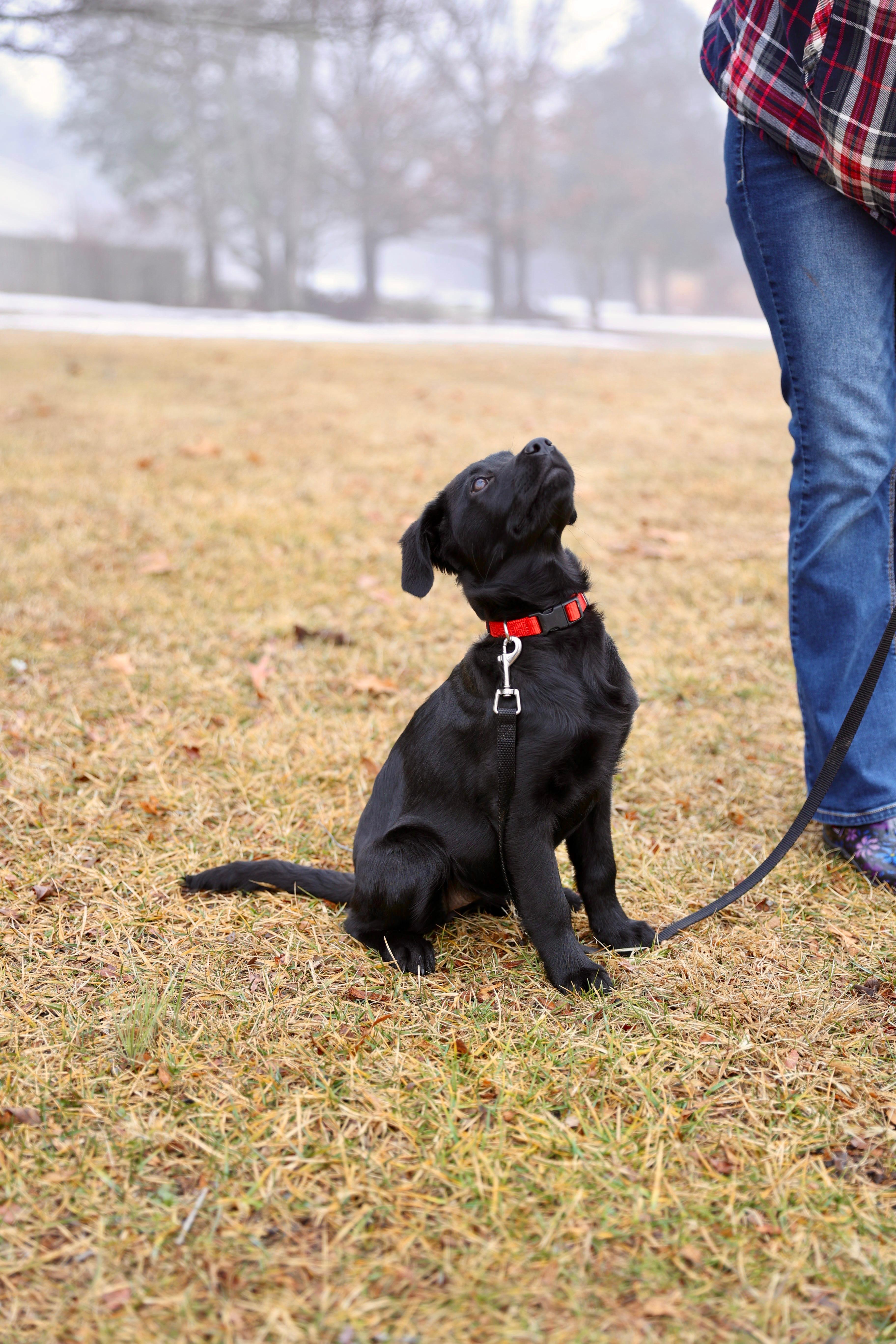 Noelle , a Adoptable mixed breed in Warrenton, VA image 5/6