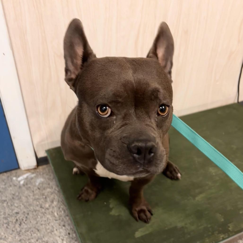 Enlarge Bonnabelle, a Adoptable mixed breed in Chaska, MN image 1/4