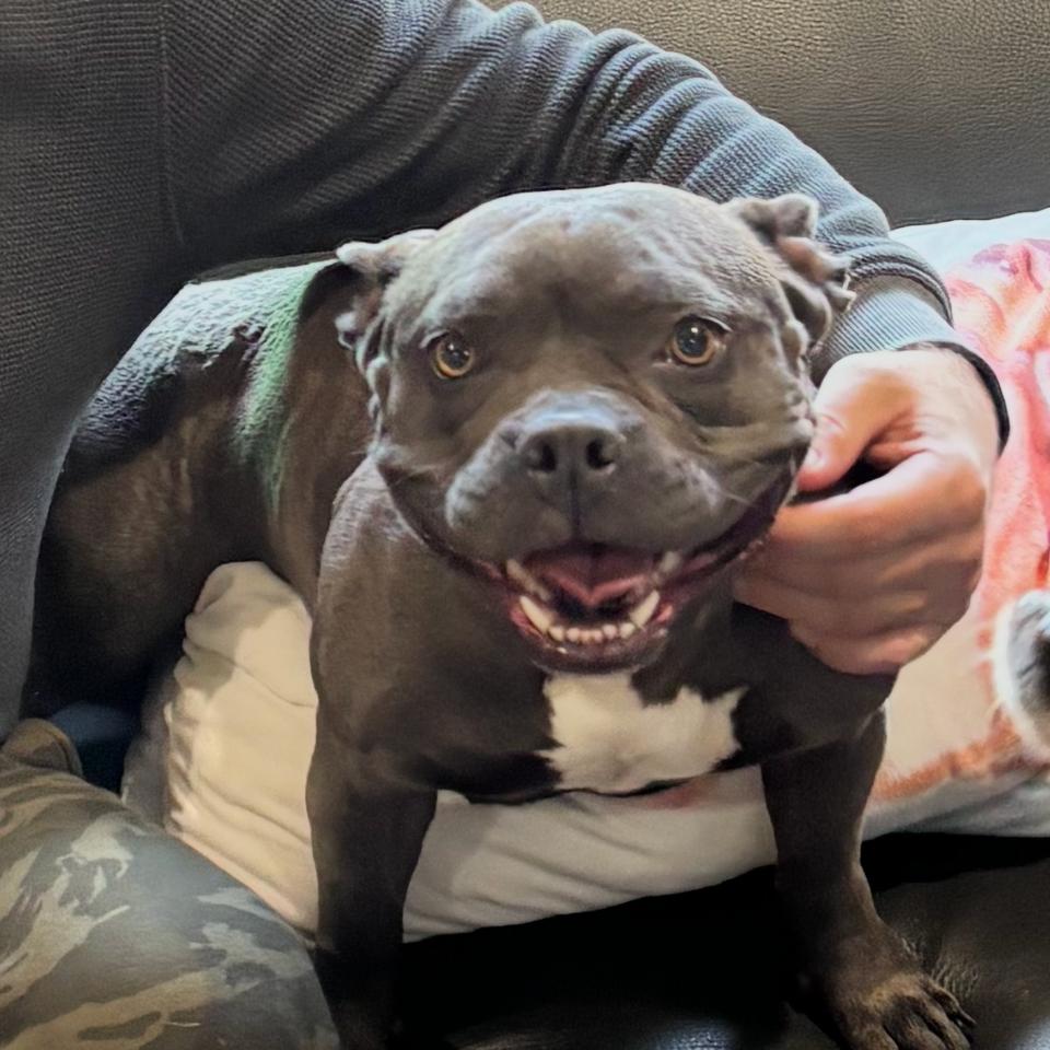 Enlarge Bonnabelle, a Adoptable mixed breed in Chaska, MN image 2/4