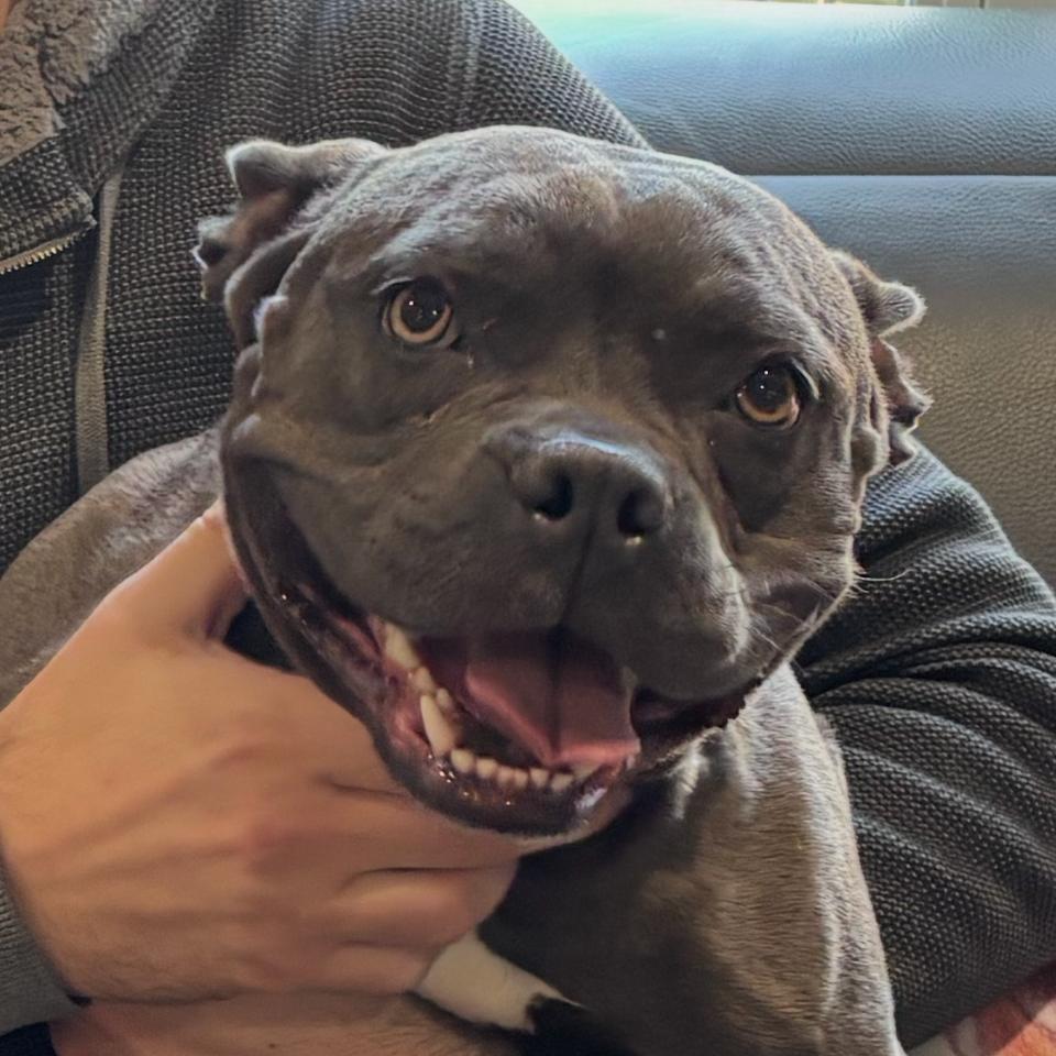 Enlarge Bonnabelle, a Adoptable mixed breed in Chaska, MN image 3/4