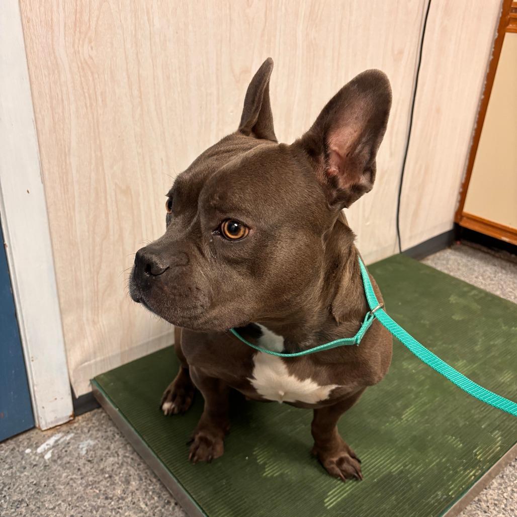 Enlarge Bonnabelle, a Adoptable mixed breed in Chaska, MN image 4/4