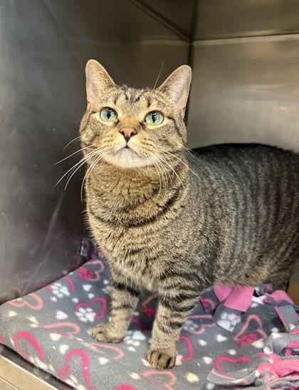 Nala, Adult Female Domestic Short Hair