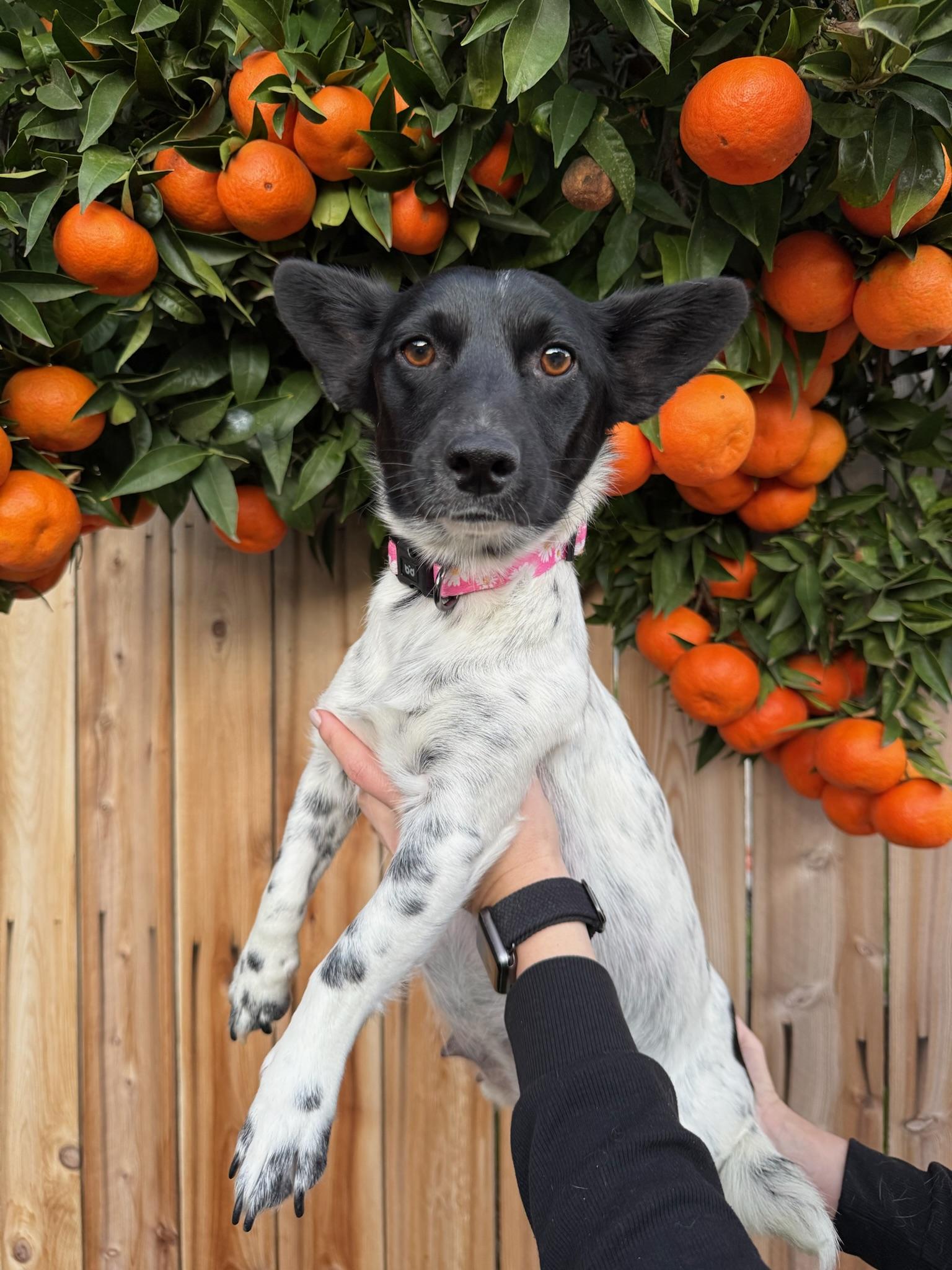 Gouda, an adopted mixed breed in Rancho Santa Fe, CA image 5/5