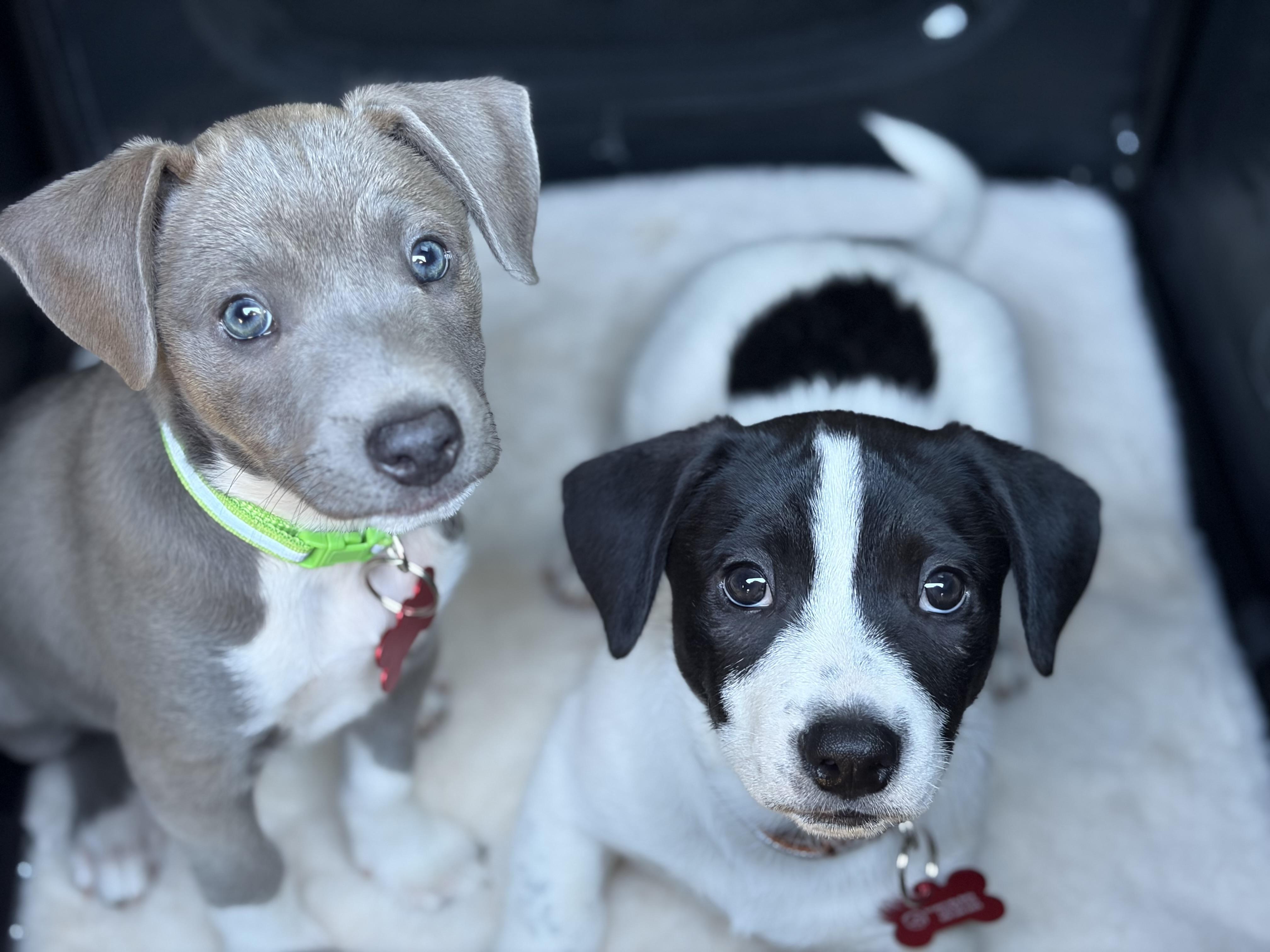 Gouda, an adopted mixed breed in Rancho Santa Fe, CA image 2/5