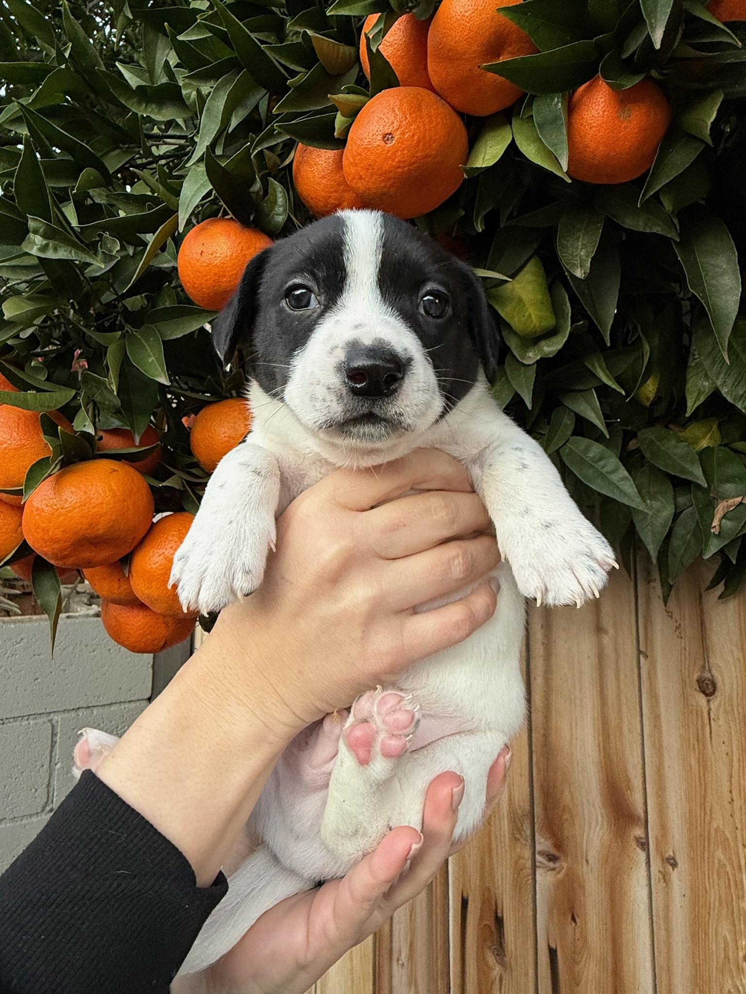 Gouda, an adopted mixed breed in Rancho Santa Fe, CA image 4/5