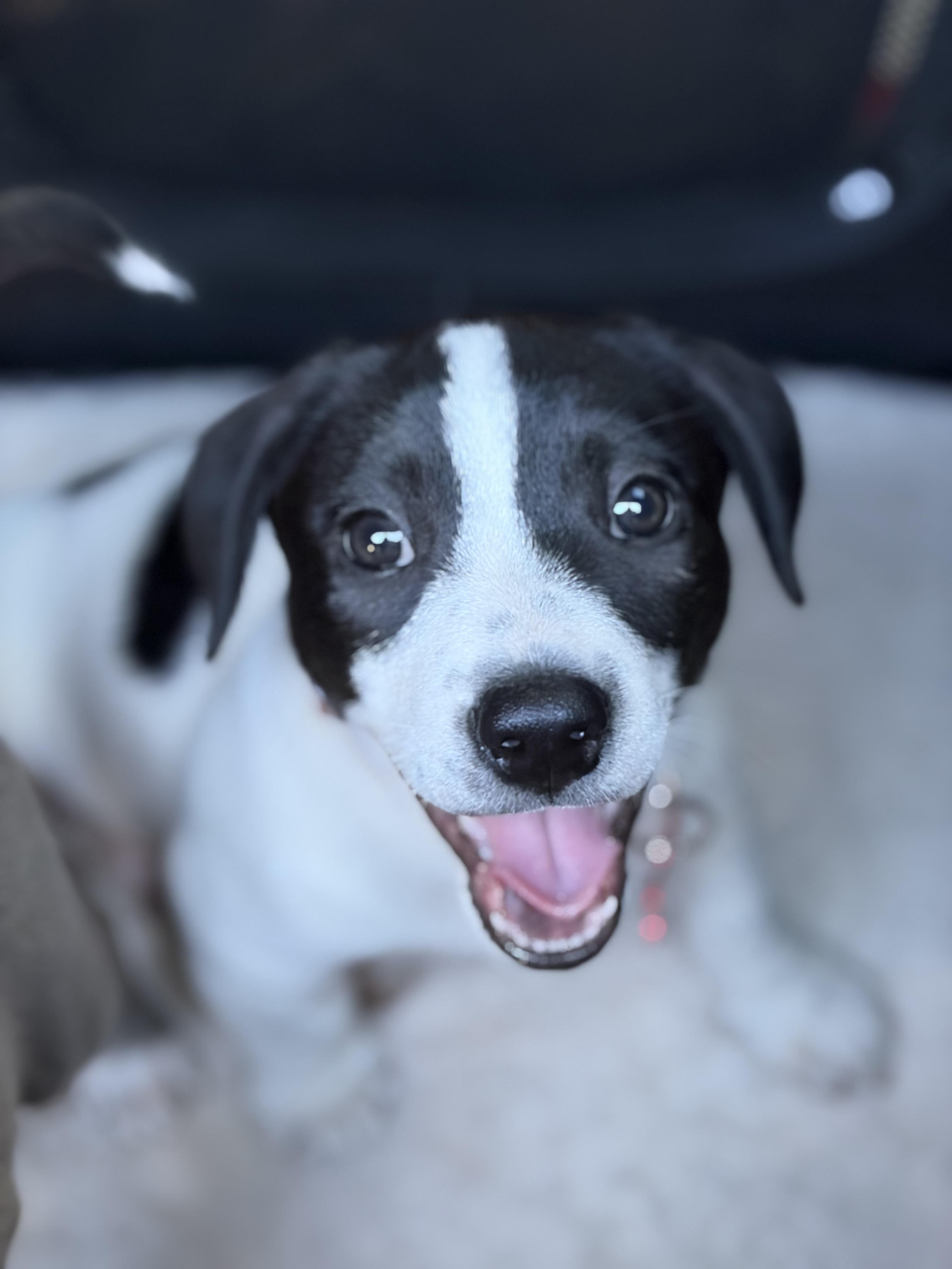 Gouda, an adopted mixed breed in Rancho Santa Fe, CA image 1/5