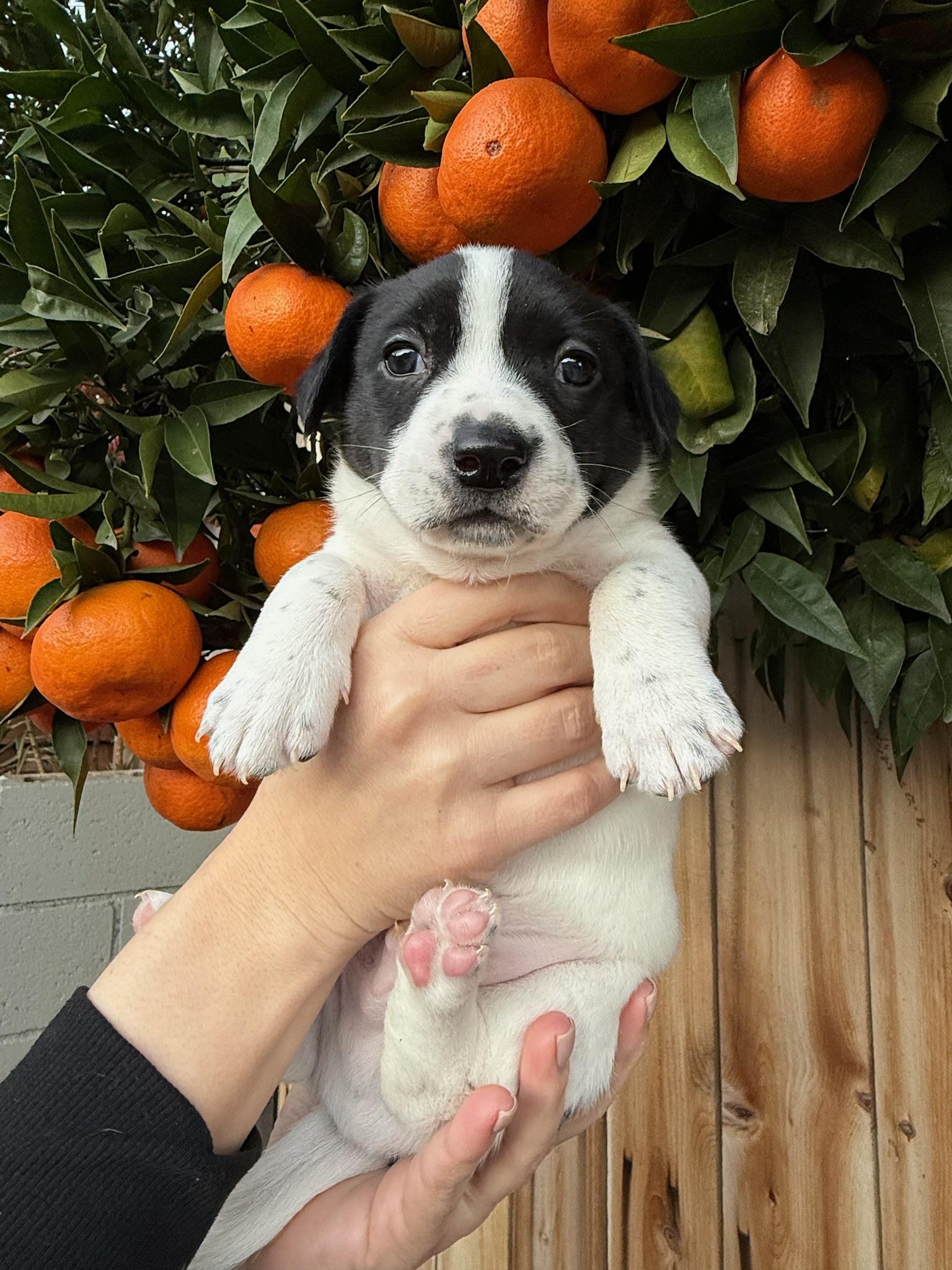 Gouda, an adopted mixed breed in Rancho Santa Fe, CA image 3/5