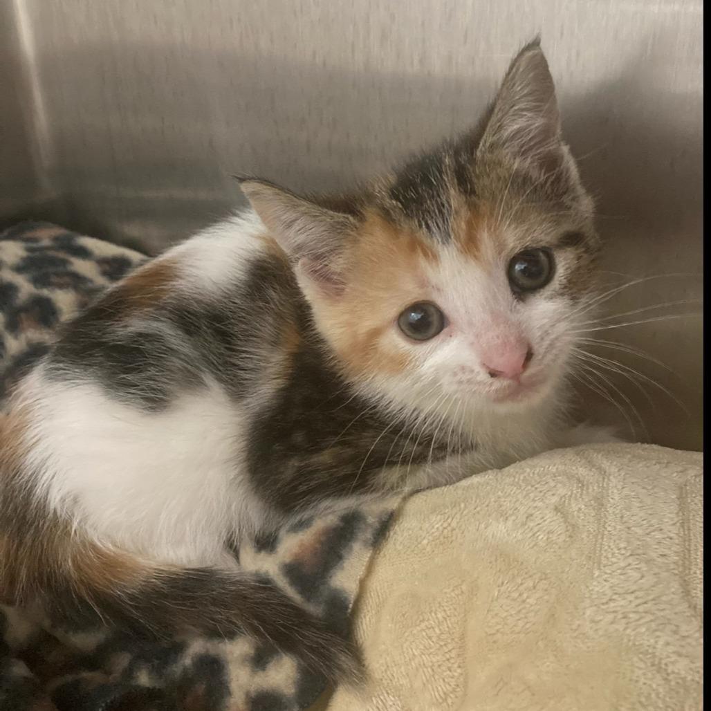 Cupcake, Adoptable, Kitten Female Domestic Short Hair.