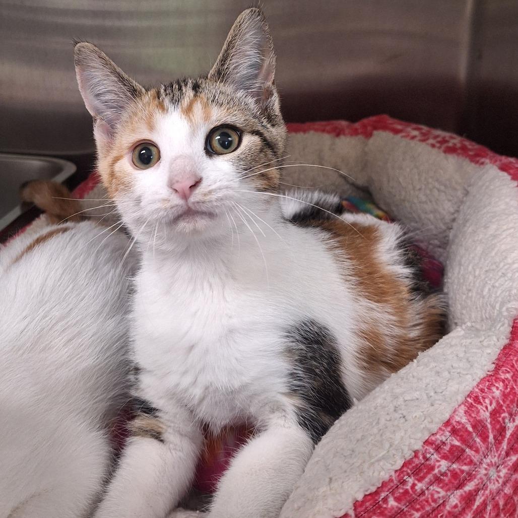 Enlarge Cupcake, a Adoptable Domestic Short Hair in Attica, NY image 2/2