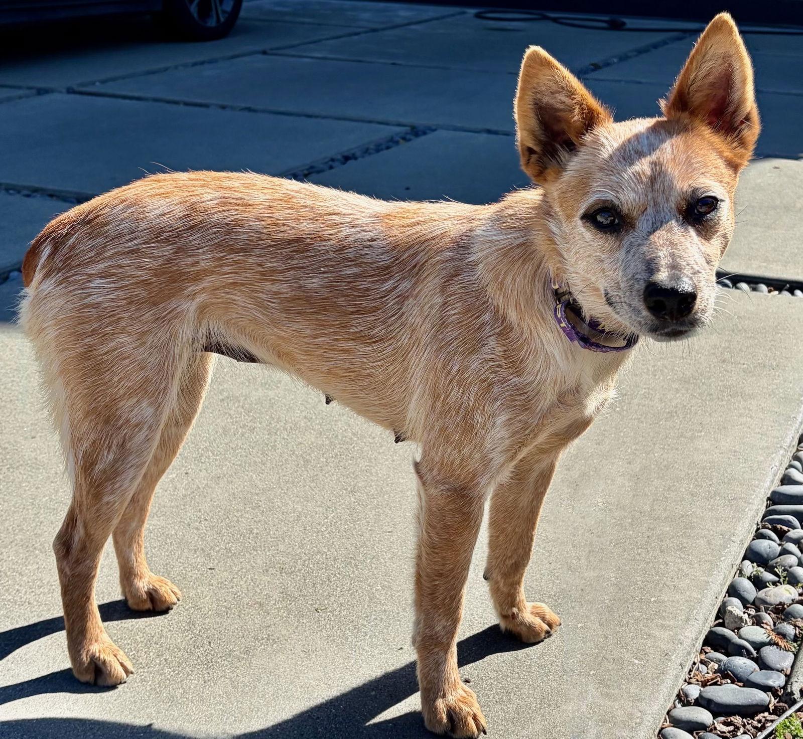 Hindsight, Adopted, Adult Female Australian Cattle Dog / Blue Heeler.