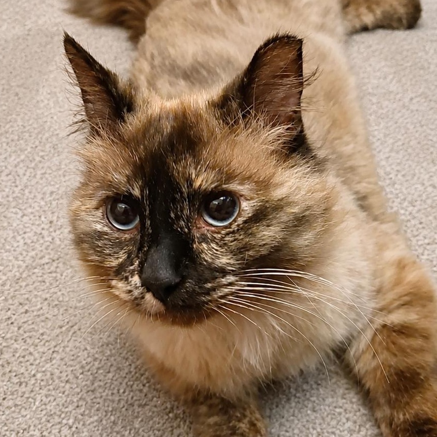 Safire, ADOPTABLE, Adult Female Domestic Long Hair.