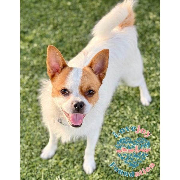 Percy, ADOPTABLE, Adult Male Jack Russell Terrier.