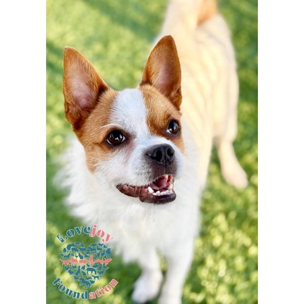 Enlarge Percy, a ADOPTABLE mixed breed in Inglewood, CA image 2/4