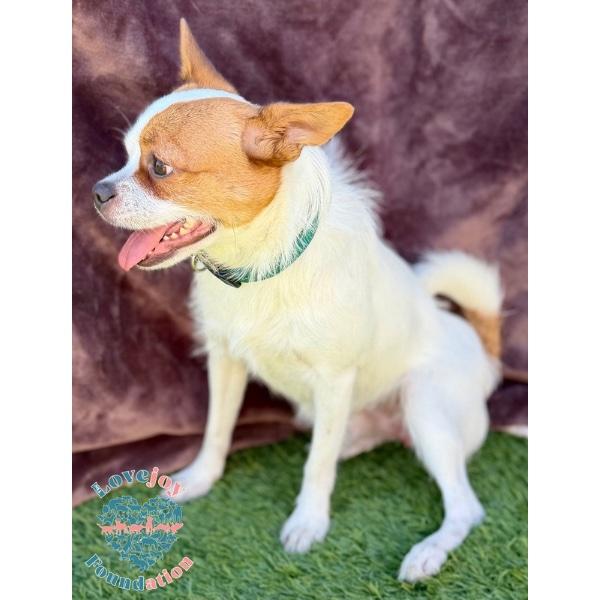 Enlarge Percy, a ADOPTABLE mixed breed in Inglewood, CA image 4/4
