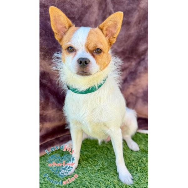 Enlarge Percy, a ADOPTABLE mixed breed in Inglewood, CA image 3/4
