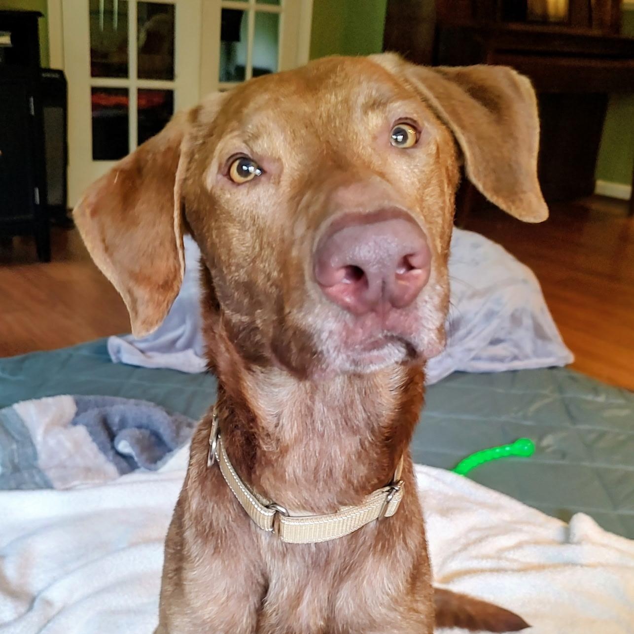 Enlarge Copper, a Adoptable mixed breed in North Jackson, OH image 3/3