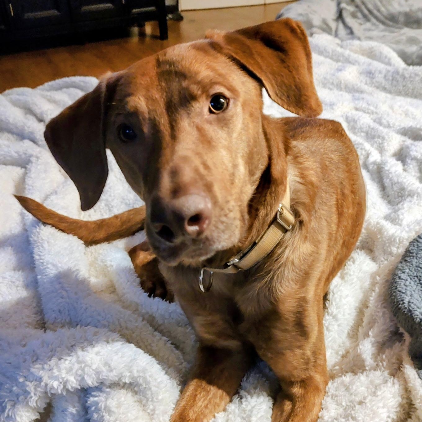 Copper, Adoptable, Adult Male Greyhound & Labrador Retriever.
