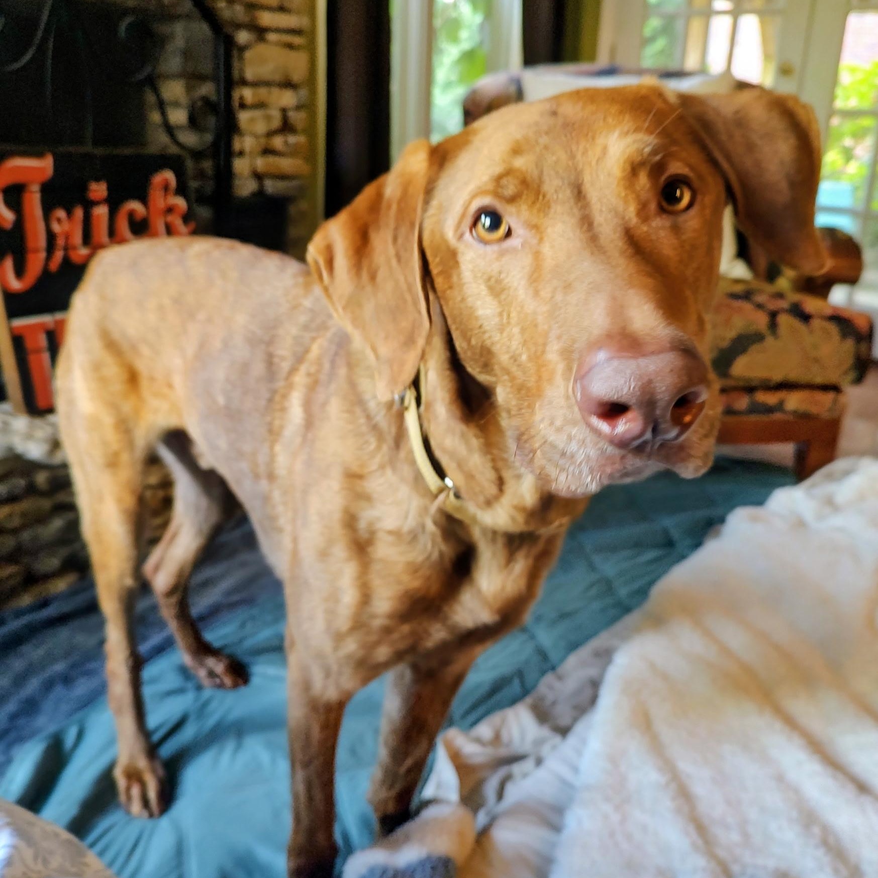 Enlarge Copper, a Adoptable mixed breed in North Jackson, OH image 2/3
