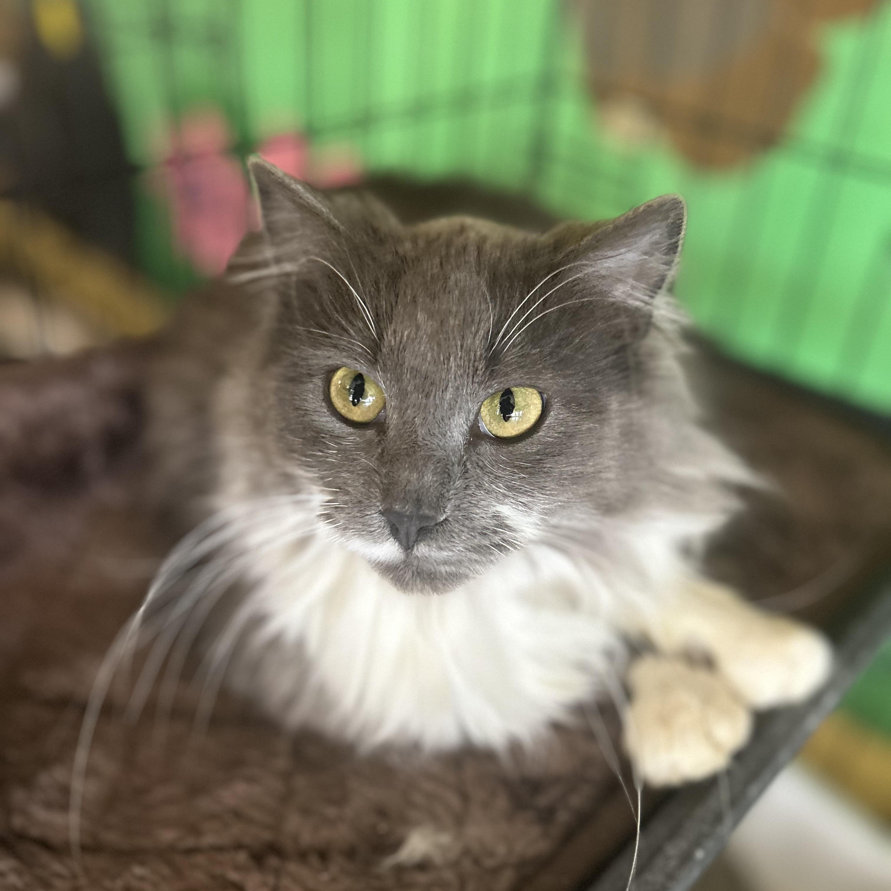Enlarge Matcha & Sencha-BONDED PAIR, a Adoptable mixed breed in Madison Heights, MI image 4/5