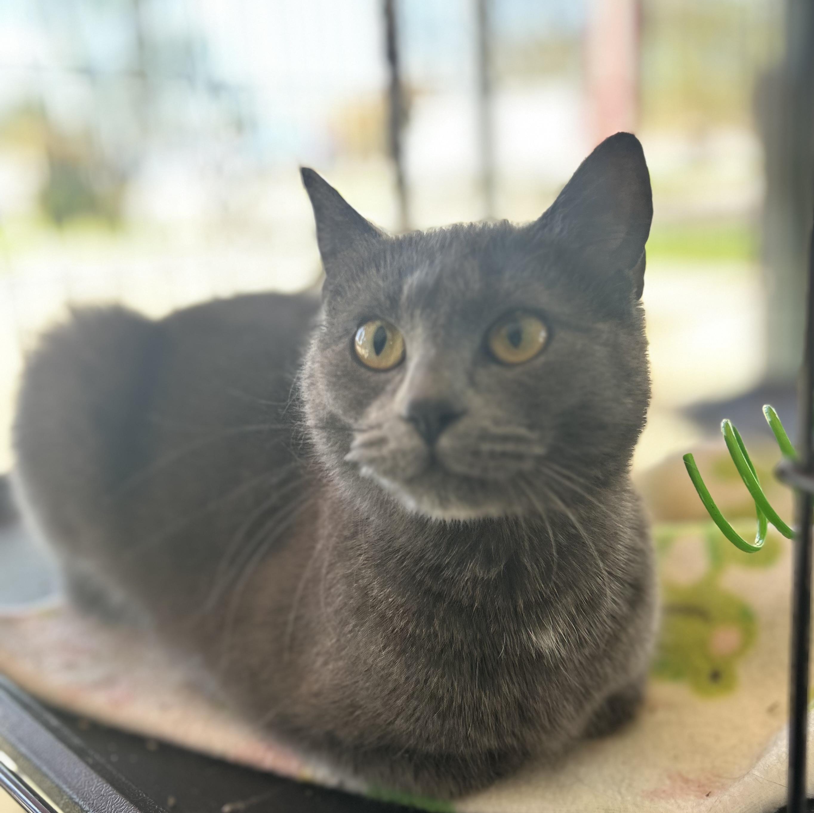 Enlarge Matcha & Sencha-BONDED PAIR, a Adoptable mixed breed in Madison Heights, MI image 3/5