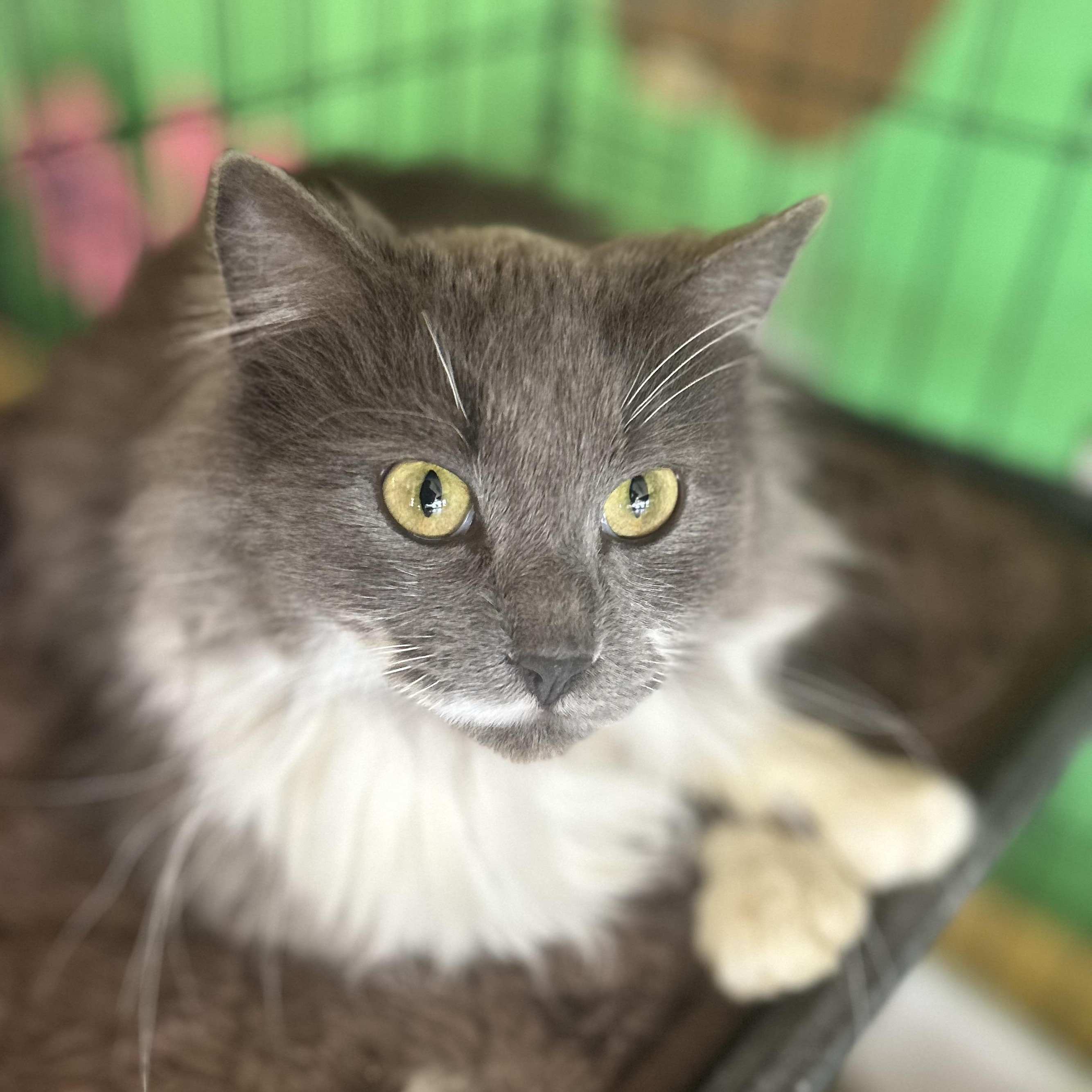 Enlarge Matcha & Sencha-BONDED PAIR, a Adoptable mixed breed in Madison Heights, MI image 2/5