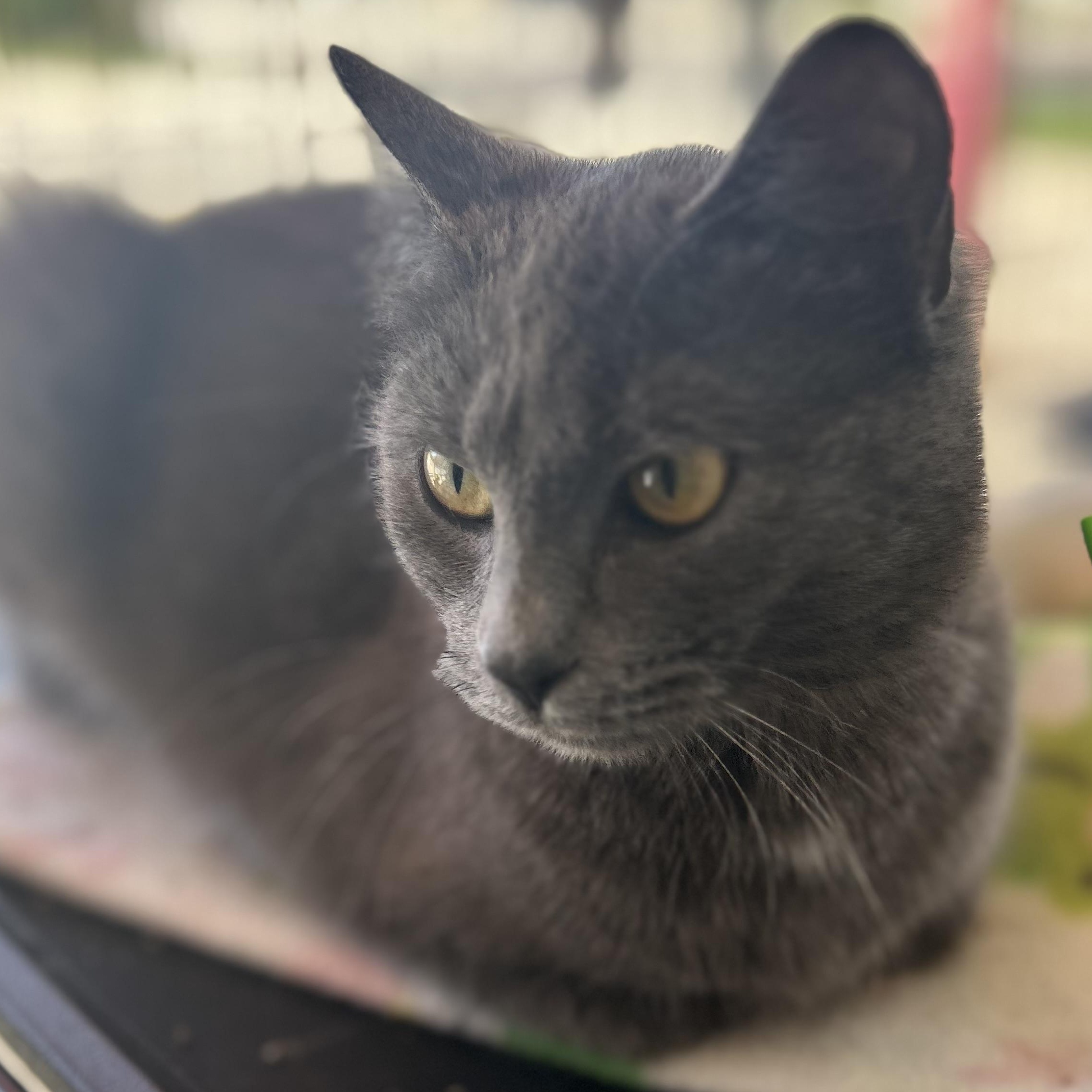 Matcha & Sencha-BONDED PAIR, Adoptable, Adult Female Russian Blue & Domestic Medium Hair.