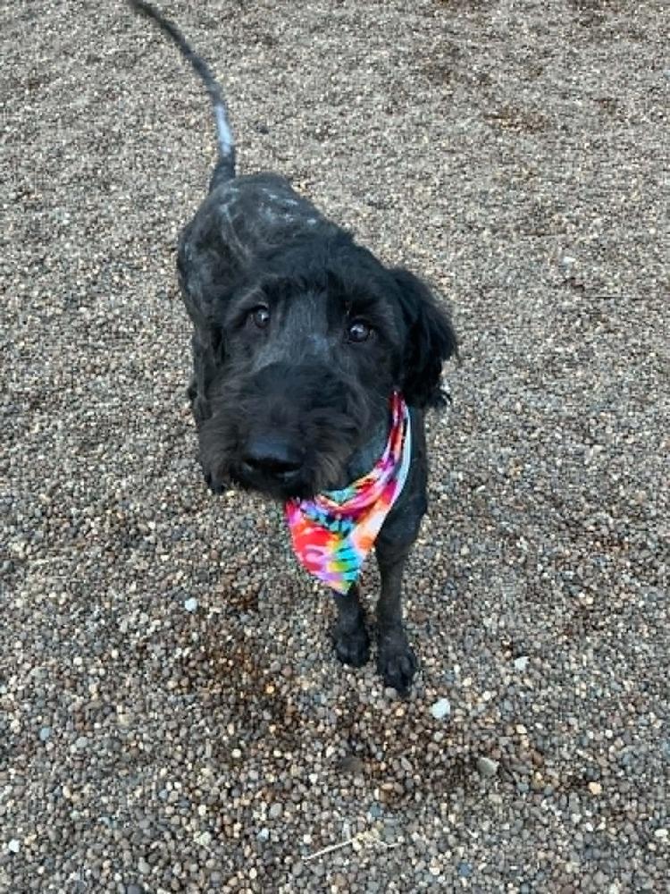 Gia, Adopted, Adult Female Labradoodle.