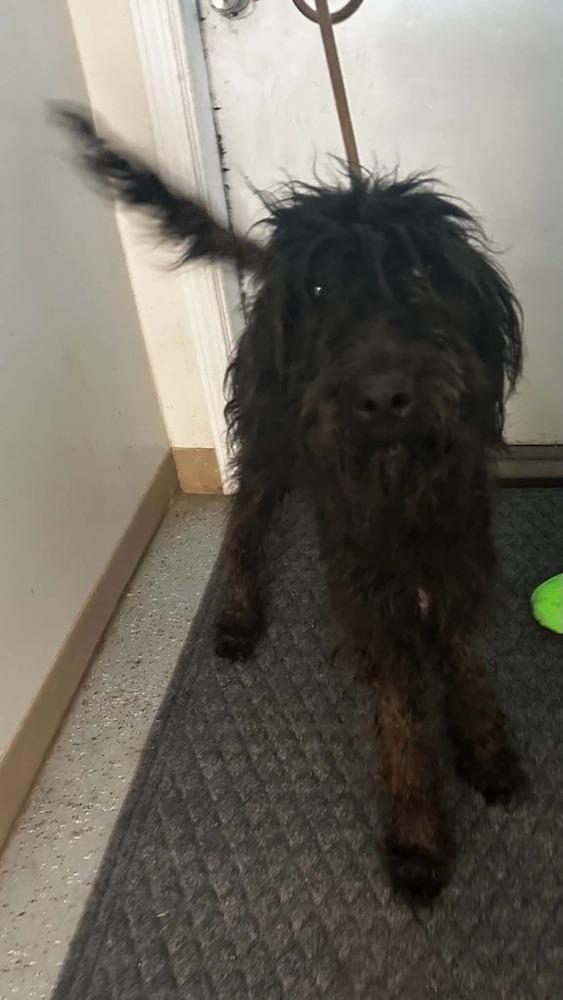 Enlarge Gia, a Adopted Labradoodle in Evansville, IN image 2/3