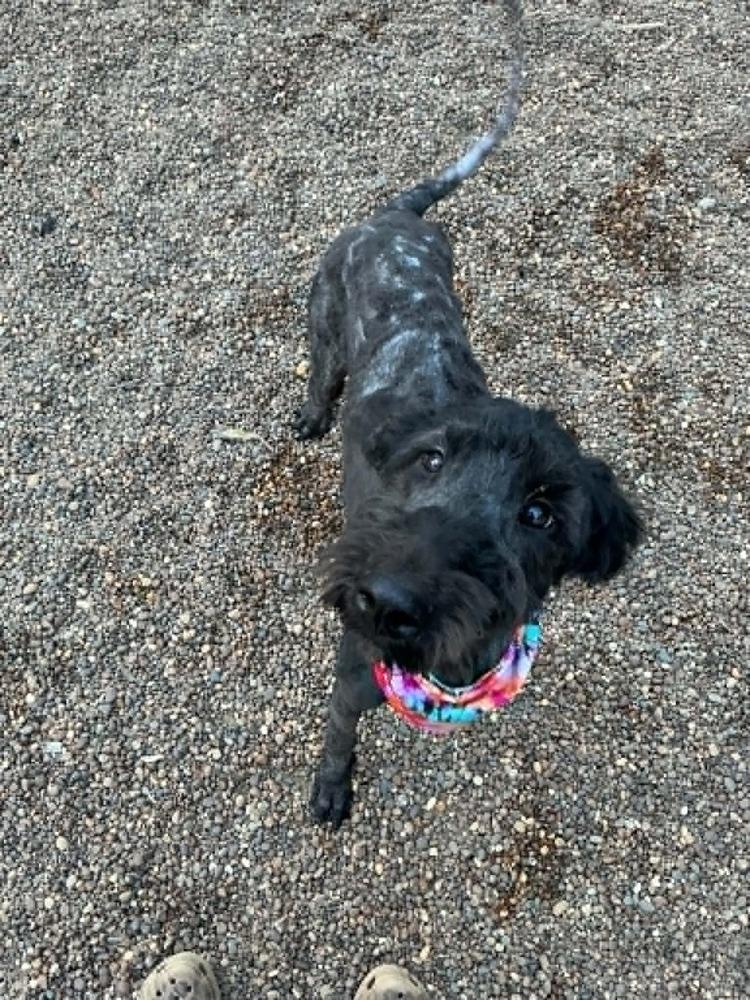 Enlarge Gia, a Adopted Labradoodle in Evansville, IN image 3/3