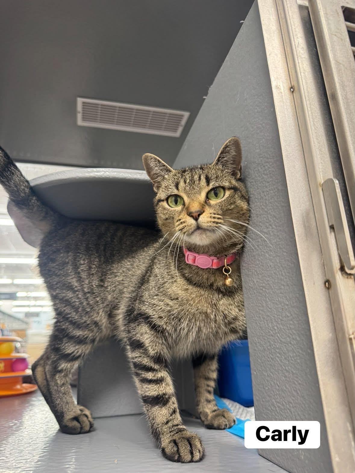 Carly, ADOPTABLE, Young Female Domestic Short Hair.