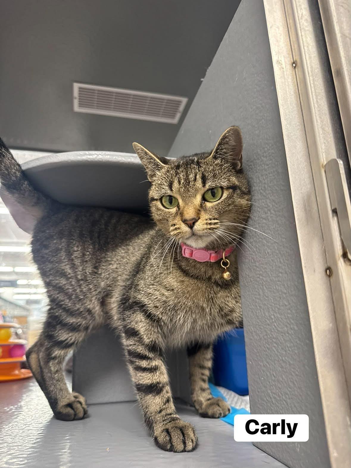 Carly, a ADOPTABLE Domestic Short Hair in Staten Island, NY image 2/2