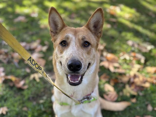 PENNY, Adoptable, Young Female Siberian Husky & Mixed Breed.