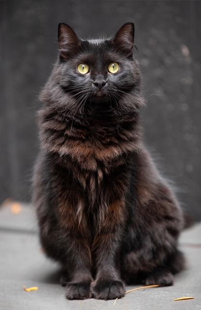 Soji, Adoptable, Young Female Domestic Long Hair.