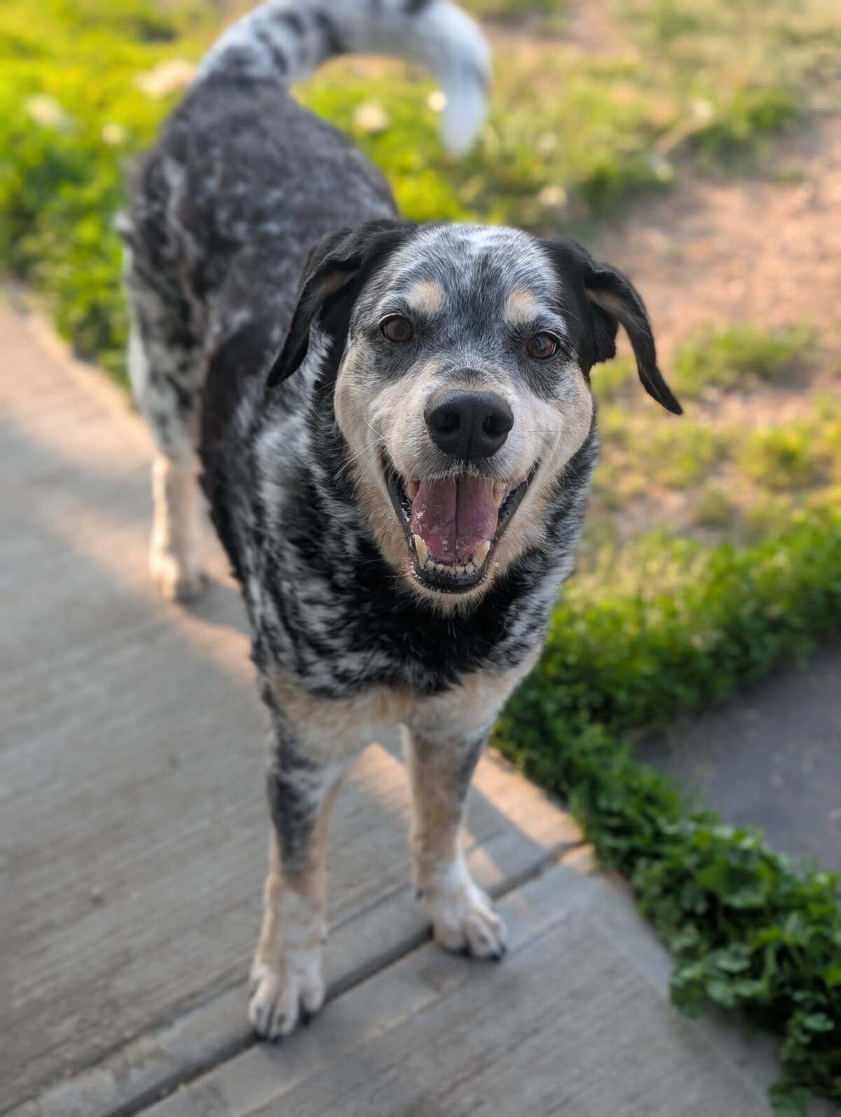 Cooper, an adoptable Catahoula Leopard Dog in wetaskiwin, AB, t9a 2j4 | Photo Image 2