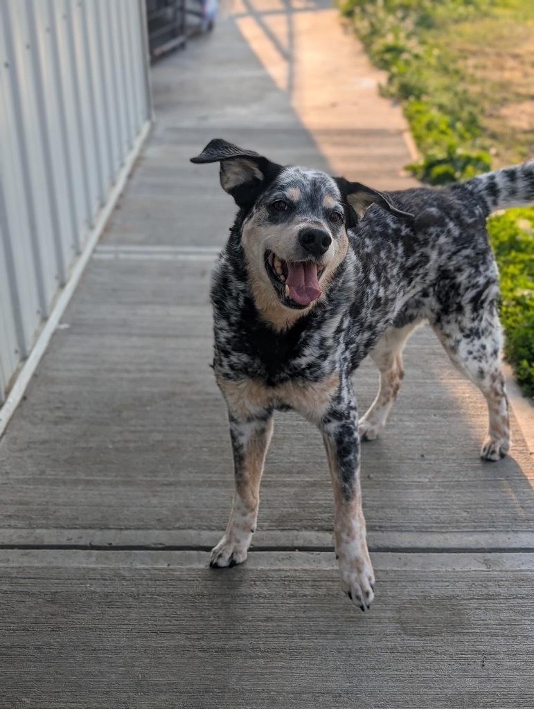 Cooper, an adoptable Catahoula Leopard Dog in wetaskiwin, AB, t9a 2j4 | Photo Image 1