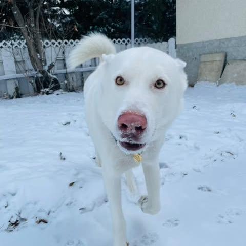 Fin, Adoptable, Adult Male White German Shepherd & Husky.