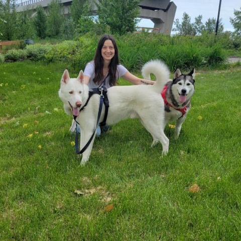 Fin, an adoptable White German Shepherd, Husky in Edmonton, AB, T6H 1H5 | Photo Image 3