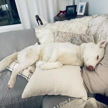 Fin, a Adoptable mixed breed in Edmonton, AB image 3/4