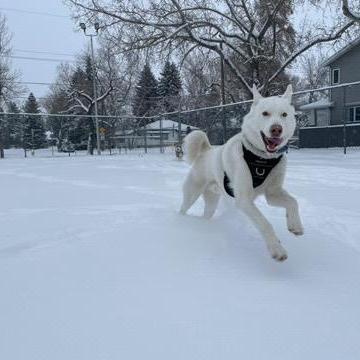 Fin, an adoptable White German Shepherd, Husky in Edmonton, AB, T6H 1H5 | Photo Image 2