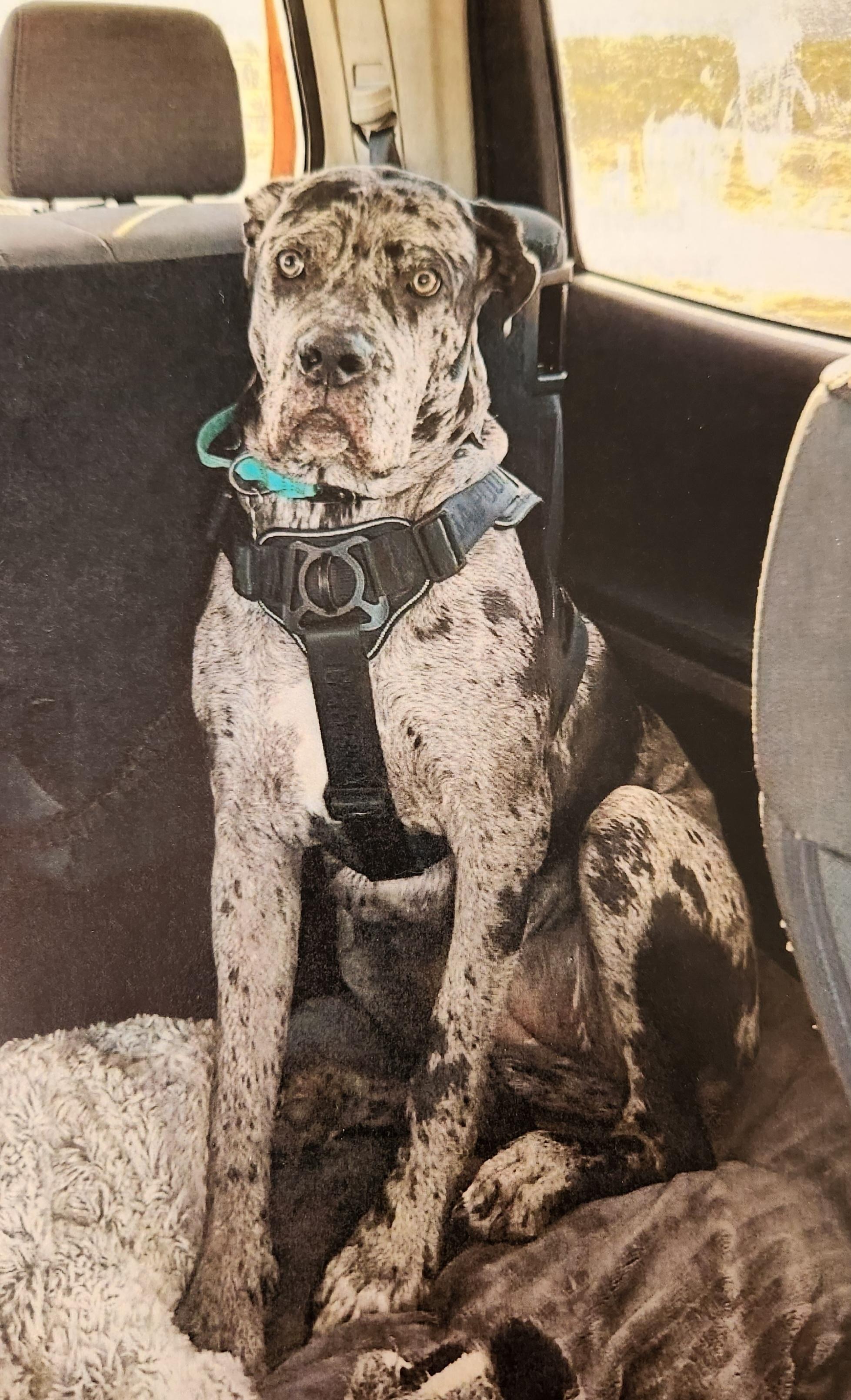 Rogue, ADOPTABLE, Young Female Cane Corso.