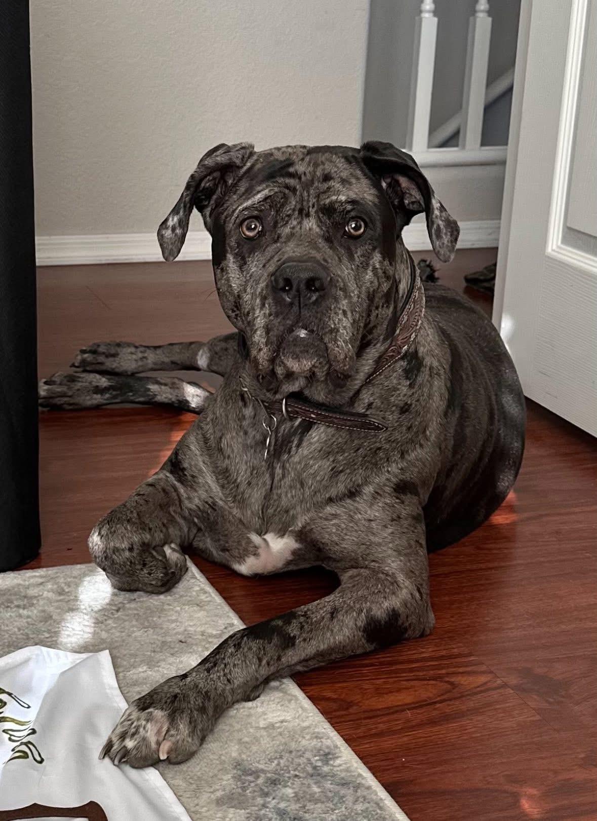 Rogue, a ADOPTABLE Cane Corso in Yarnell, AZ image 2/2