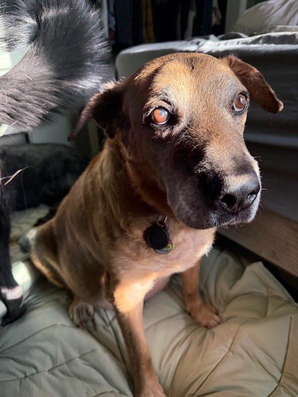 Blaze, an adoptable Yellow Labrador Retriever in Roy, UT, 84067 | Photo Image 4